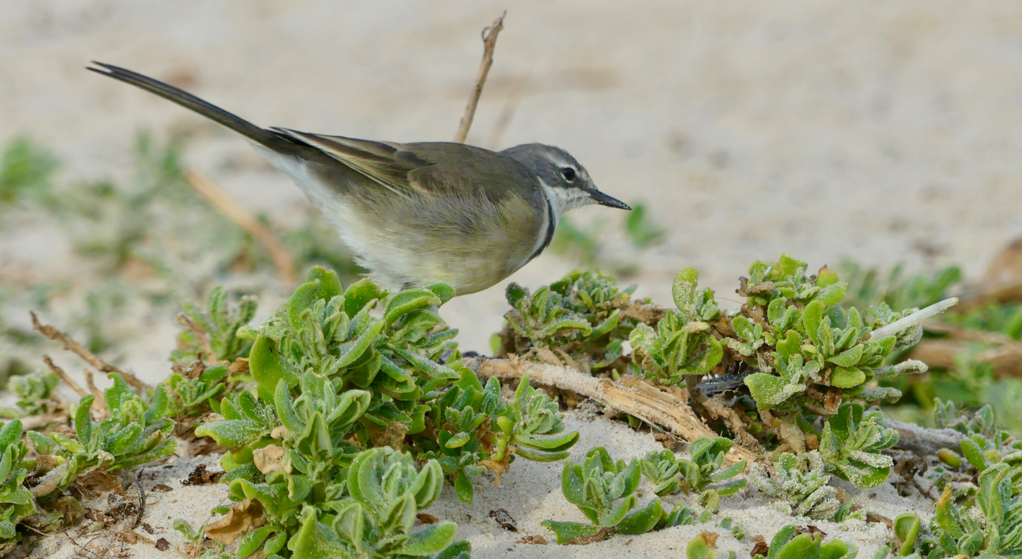 Cape Wagtail